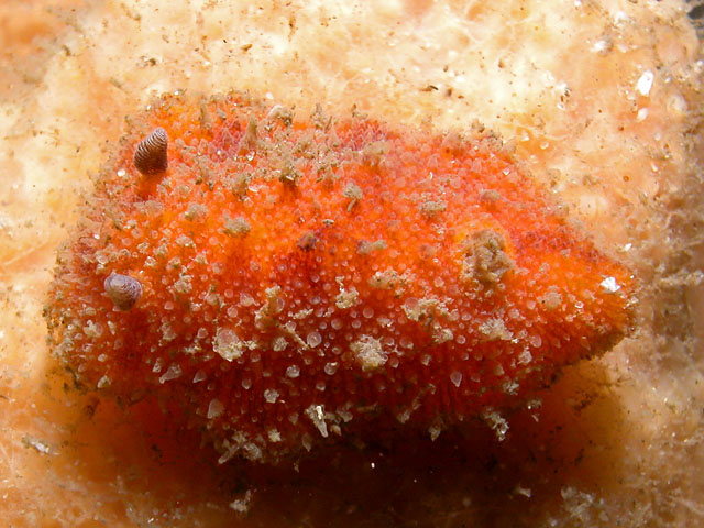 Thordisa villosa